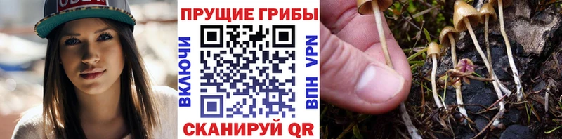 Псилоцибиновые грибы Psilocybe  наркошоп  Рославль 